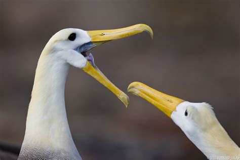 albatross dating